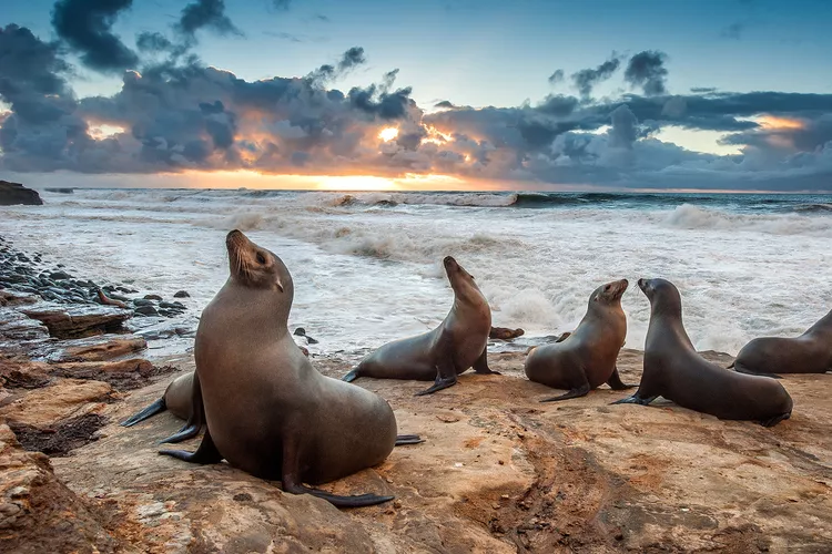 sea lions lounge