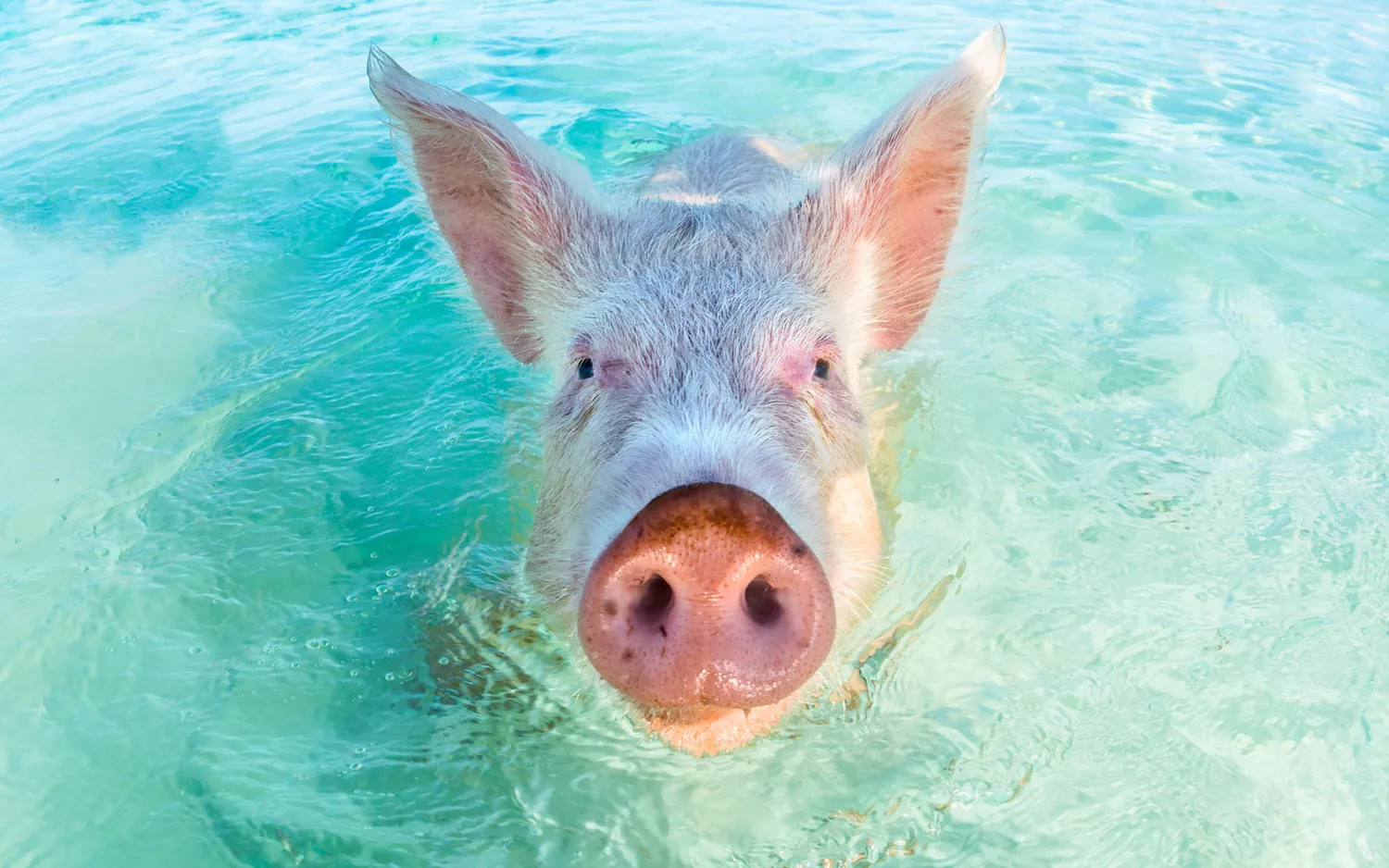 swimming pigs-1